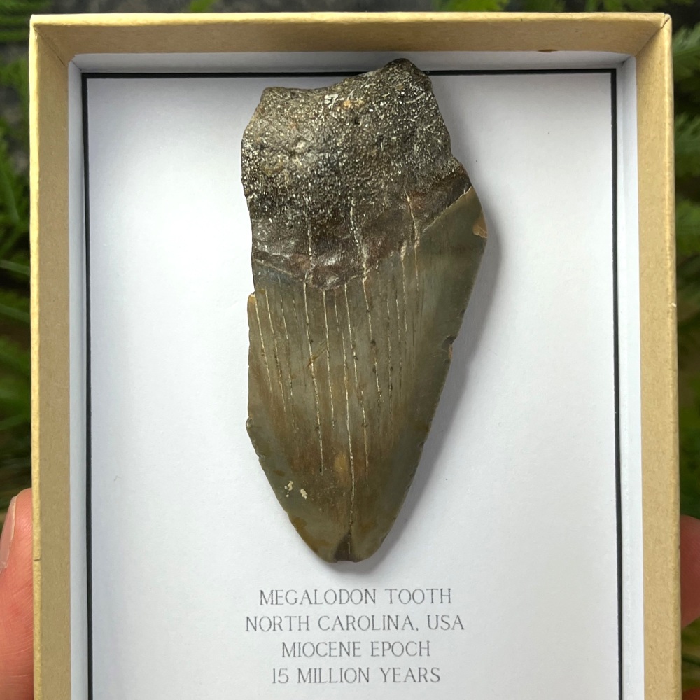 Megalodon Tooth
