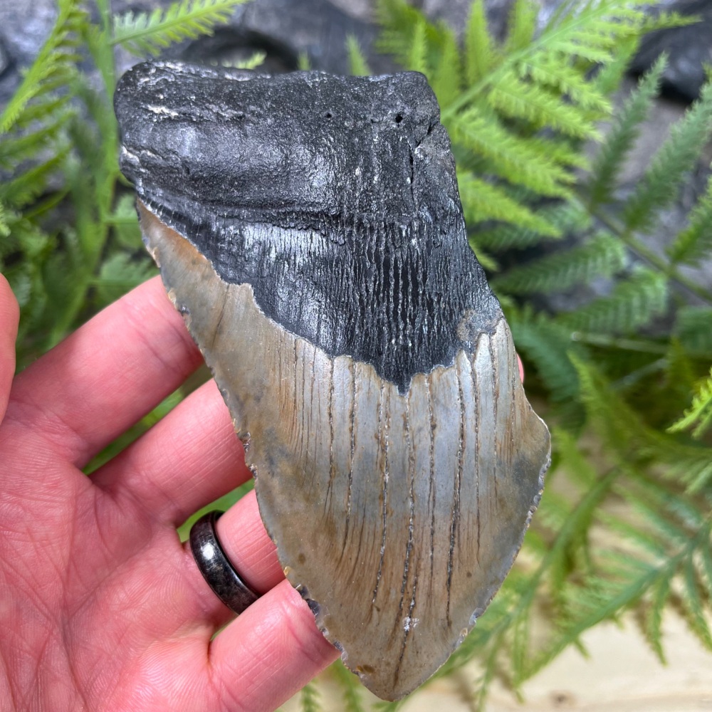 Megalodon Tooth
