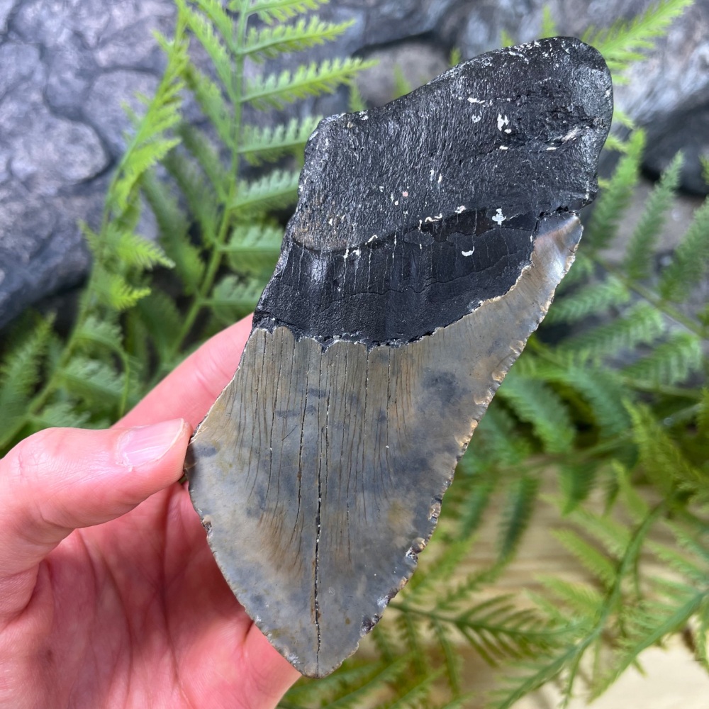 Megalodon Tooth