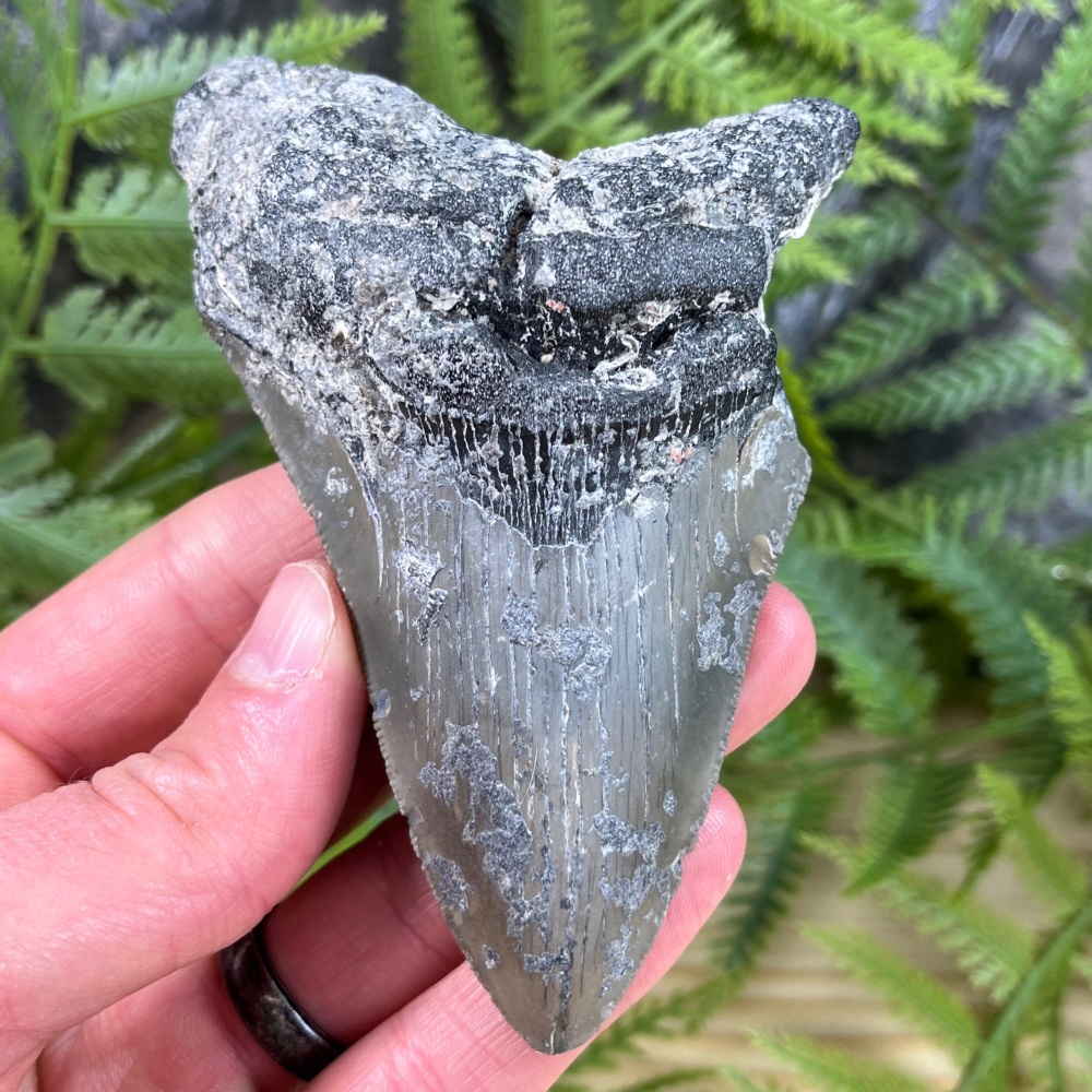 Megalodon Tooth