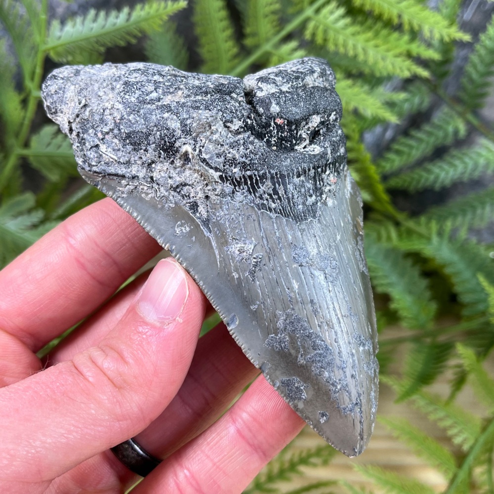 Megalodon Tooth