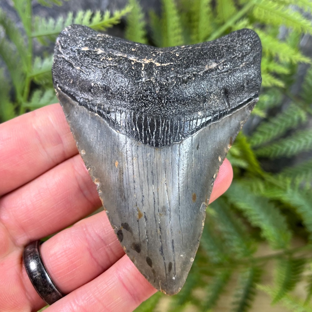 Megalodon Tooth