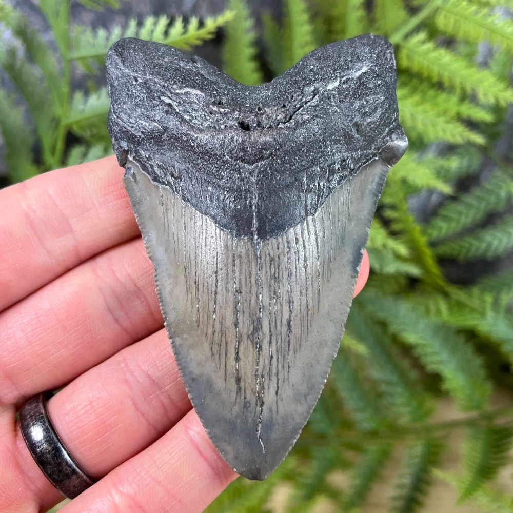 Megalodon Tooth