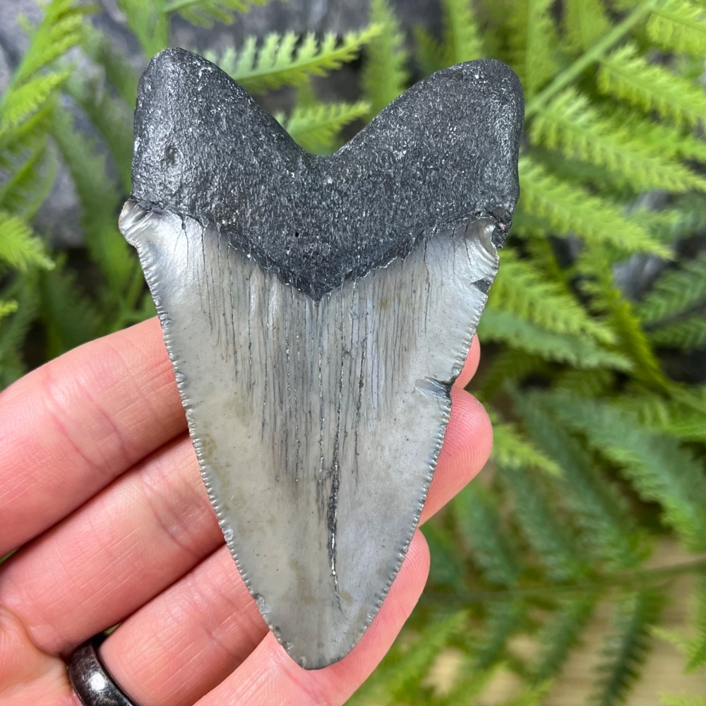 Megalodon Tooth