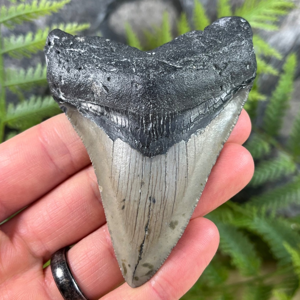 Megalodon Tooth