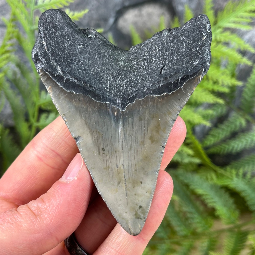 Megalodon Tooth