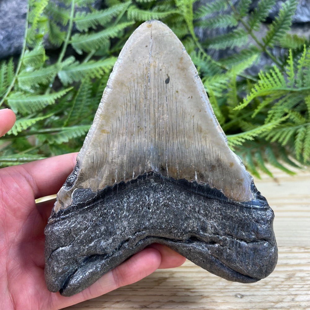 Megalodon Tooth