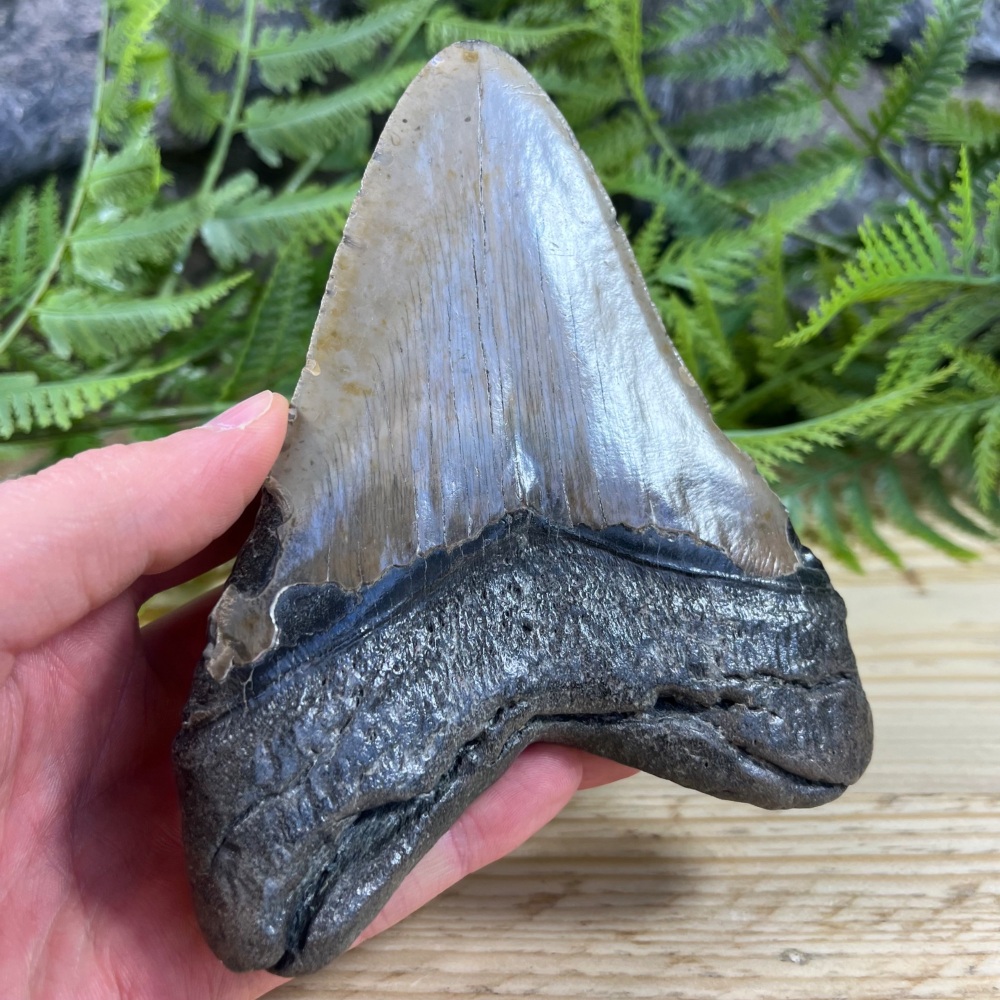Megalodon Tooth