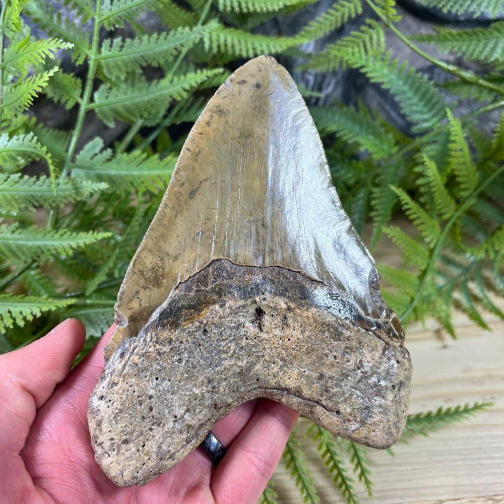 Megalodon Tooth