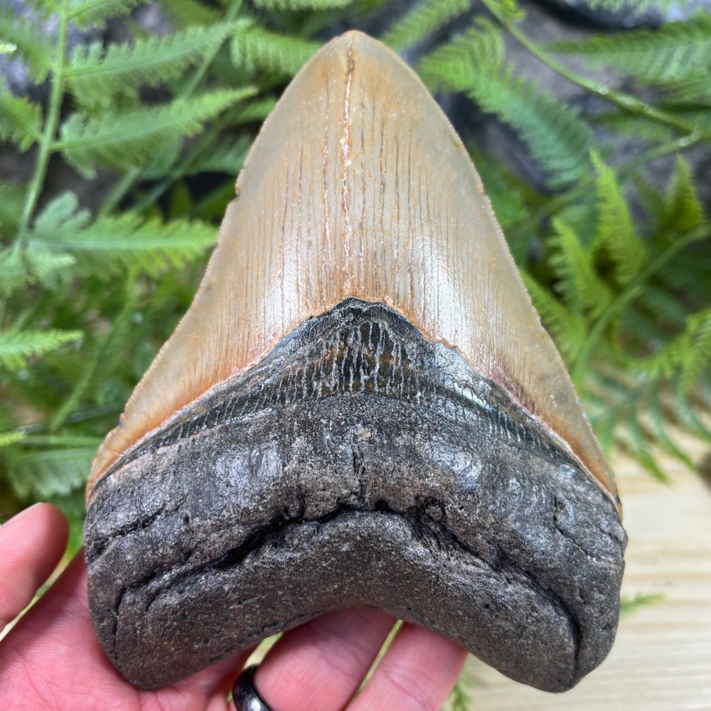 Megalodon Tooth