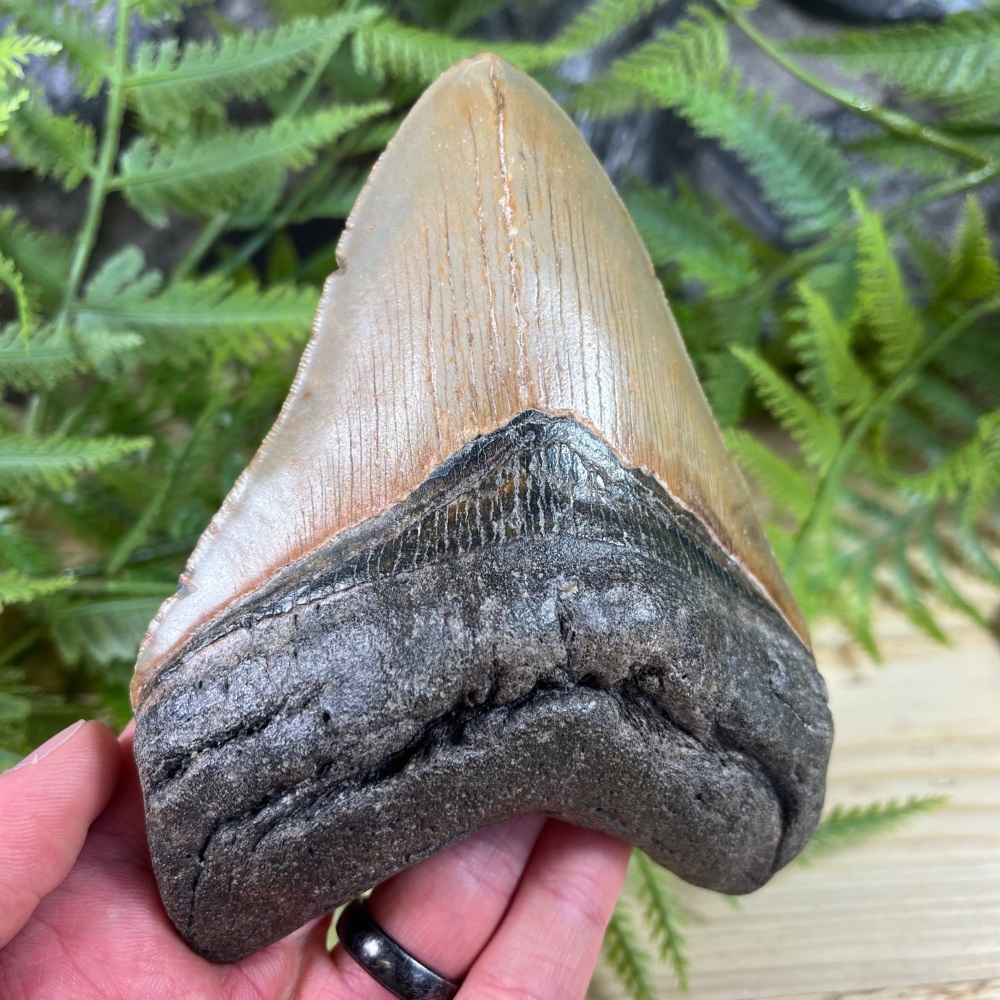 Megalodon Tooth