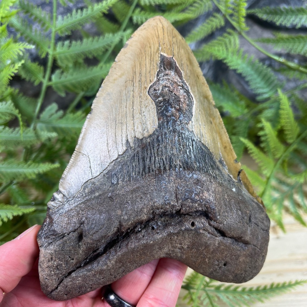 Megalodon Tooth
