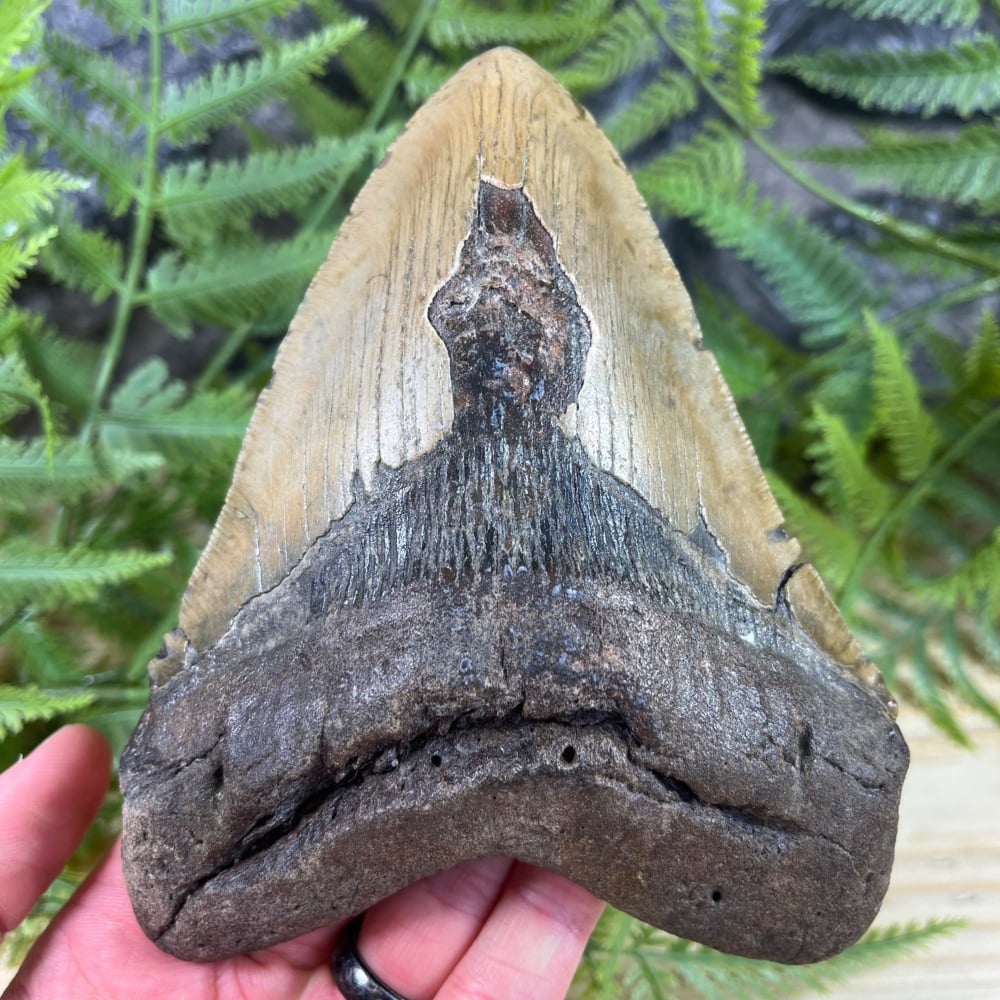Megalodon Tooth