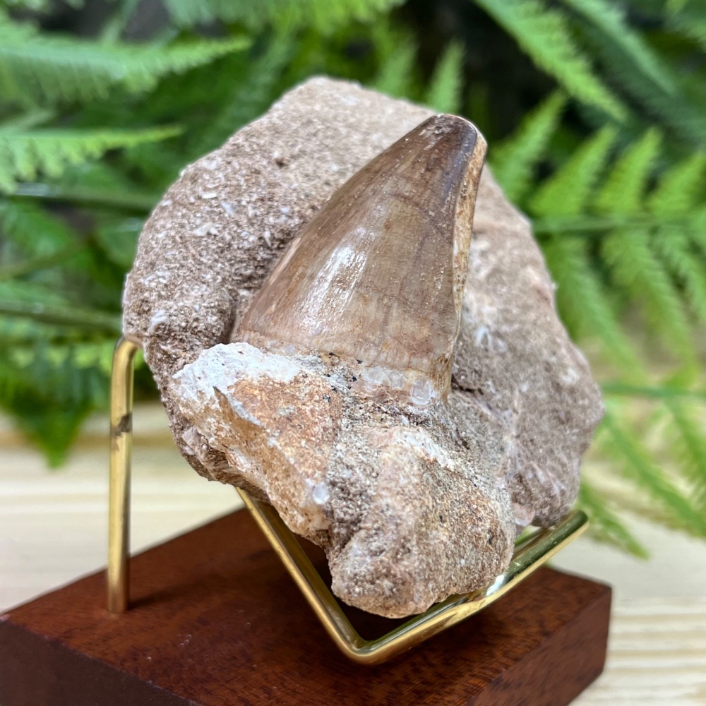 Mosasaur tooth