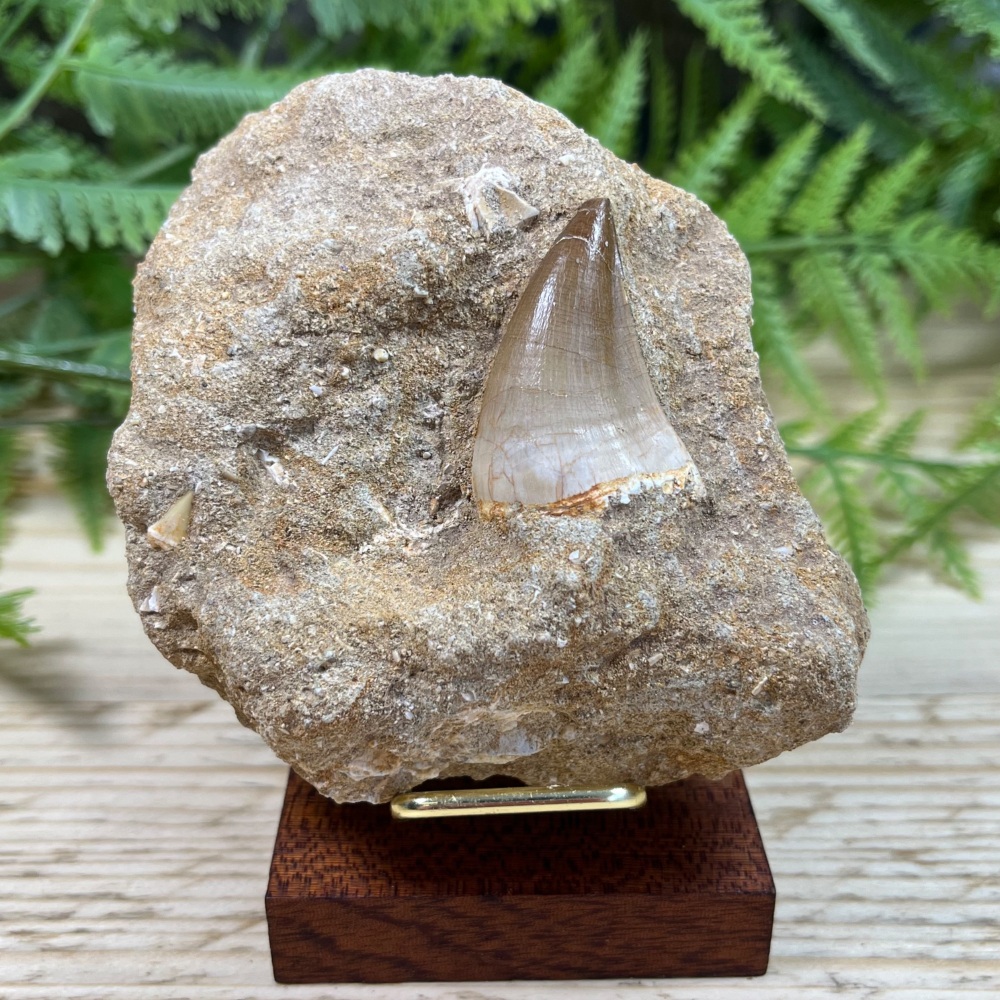 Mosasaur tooth