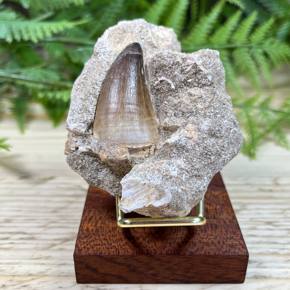 Mosasaur tooth