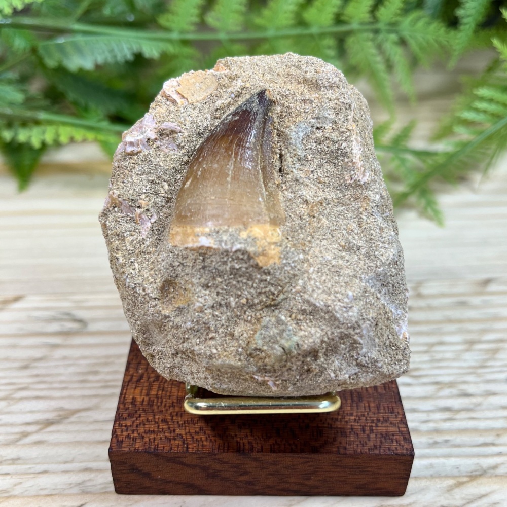 Mosasaur tooth