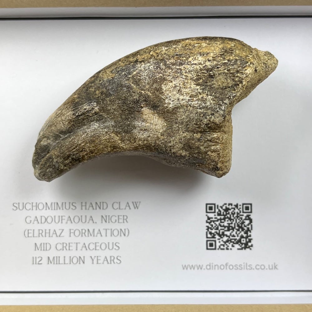Suchomimus Hand Claw