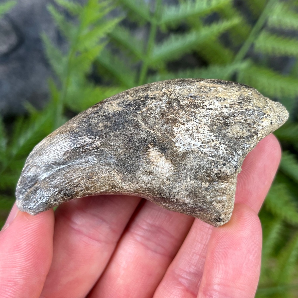 Eocarcharia Theropod Foot Claw