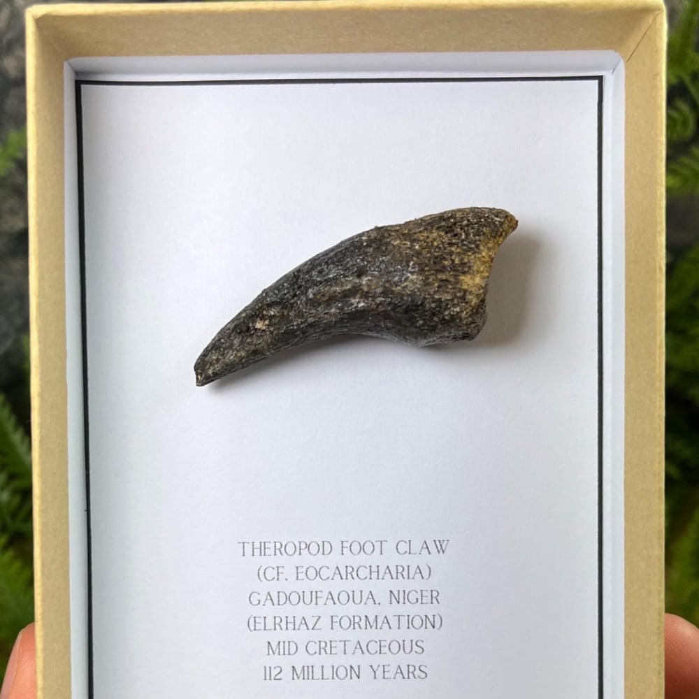 Theropod Foot Claw