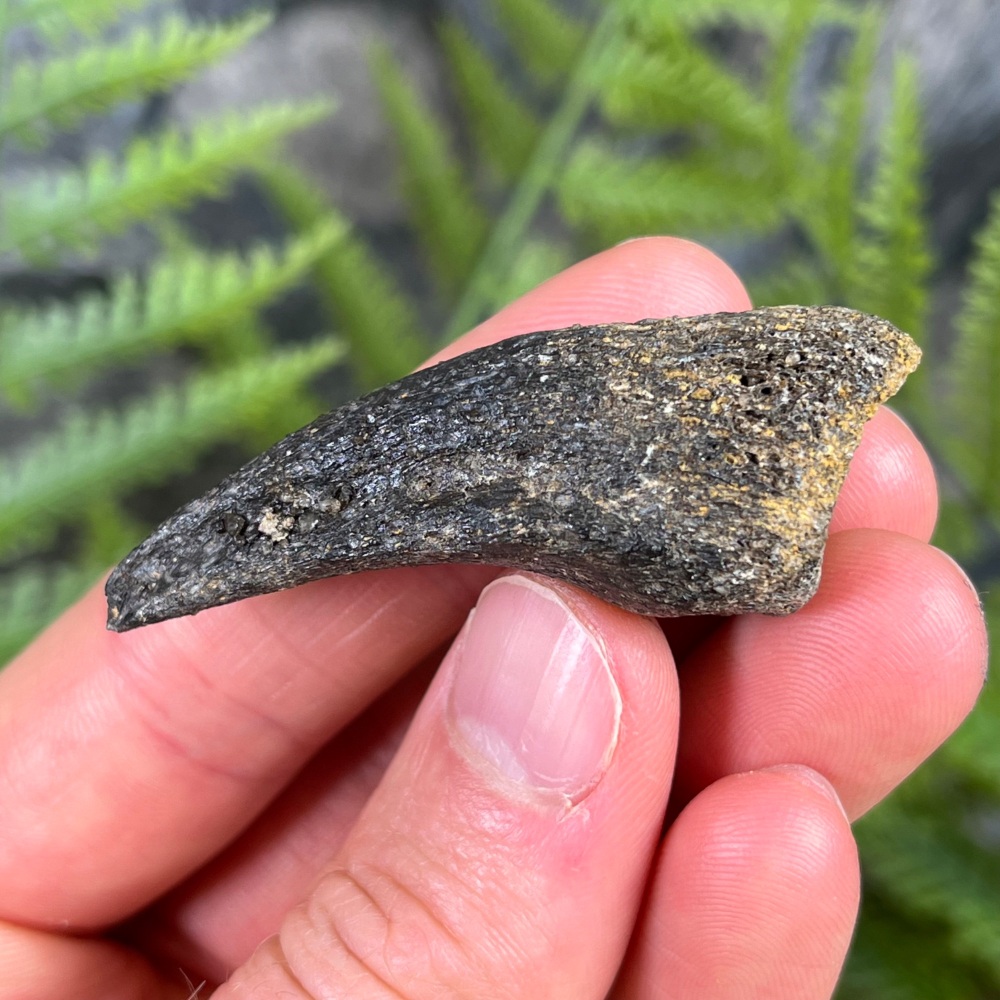 Theropod Foot Claw