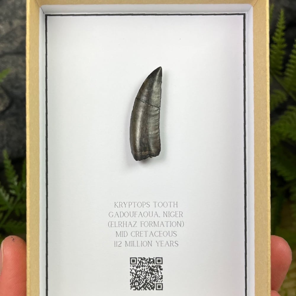 Kryptops Tooth