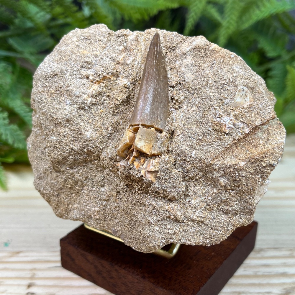 Plesiosaur tooth