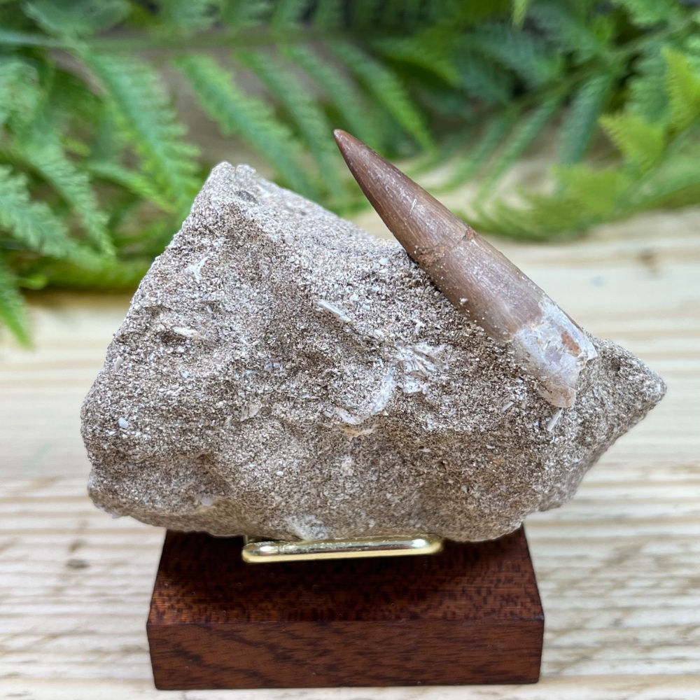 Plesiosaur tooth