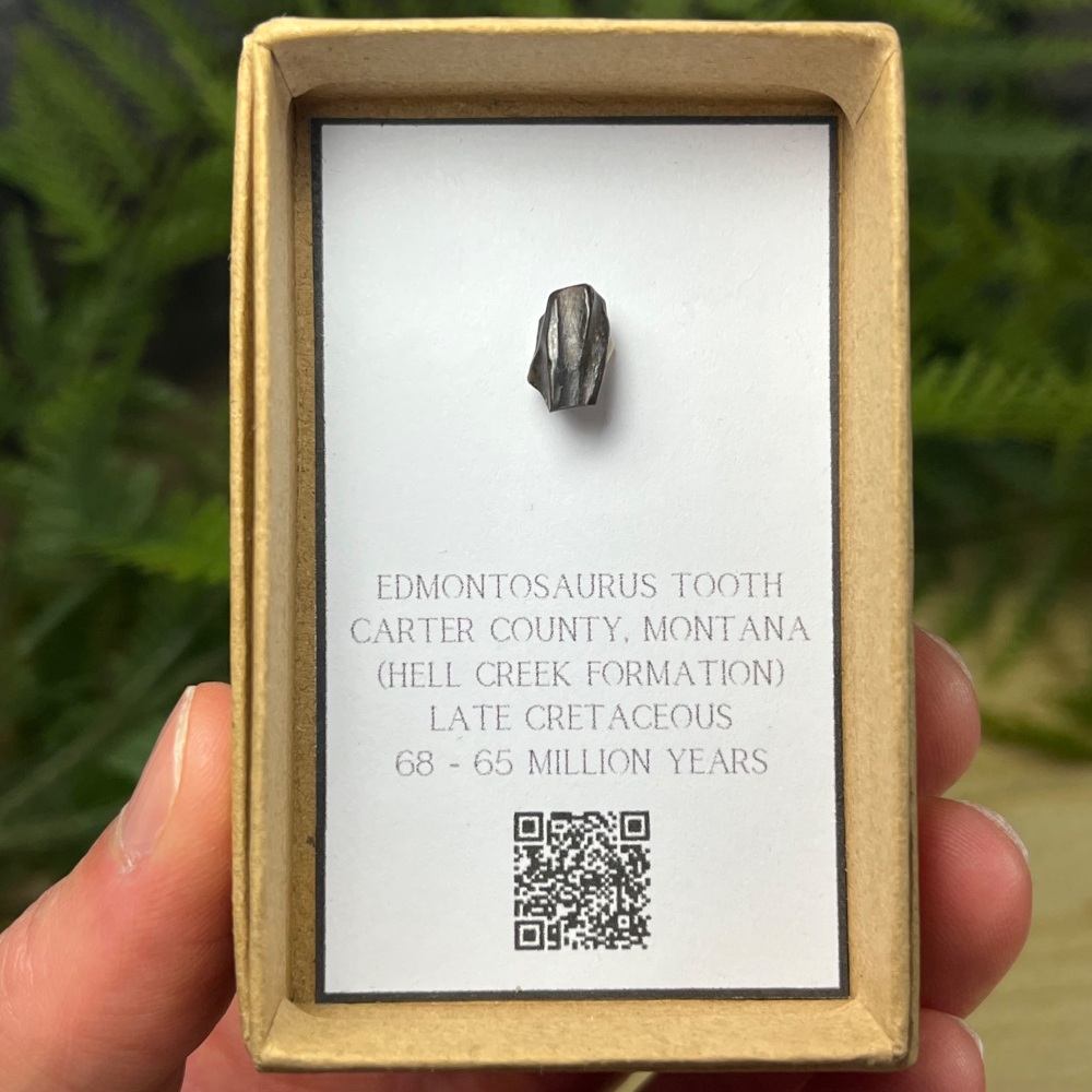 Edmontosaurus Tooth
