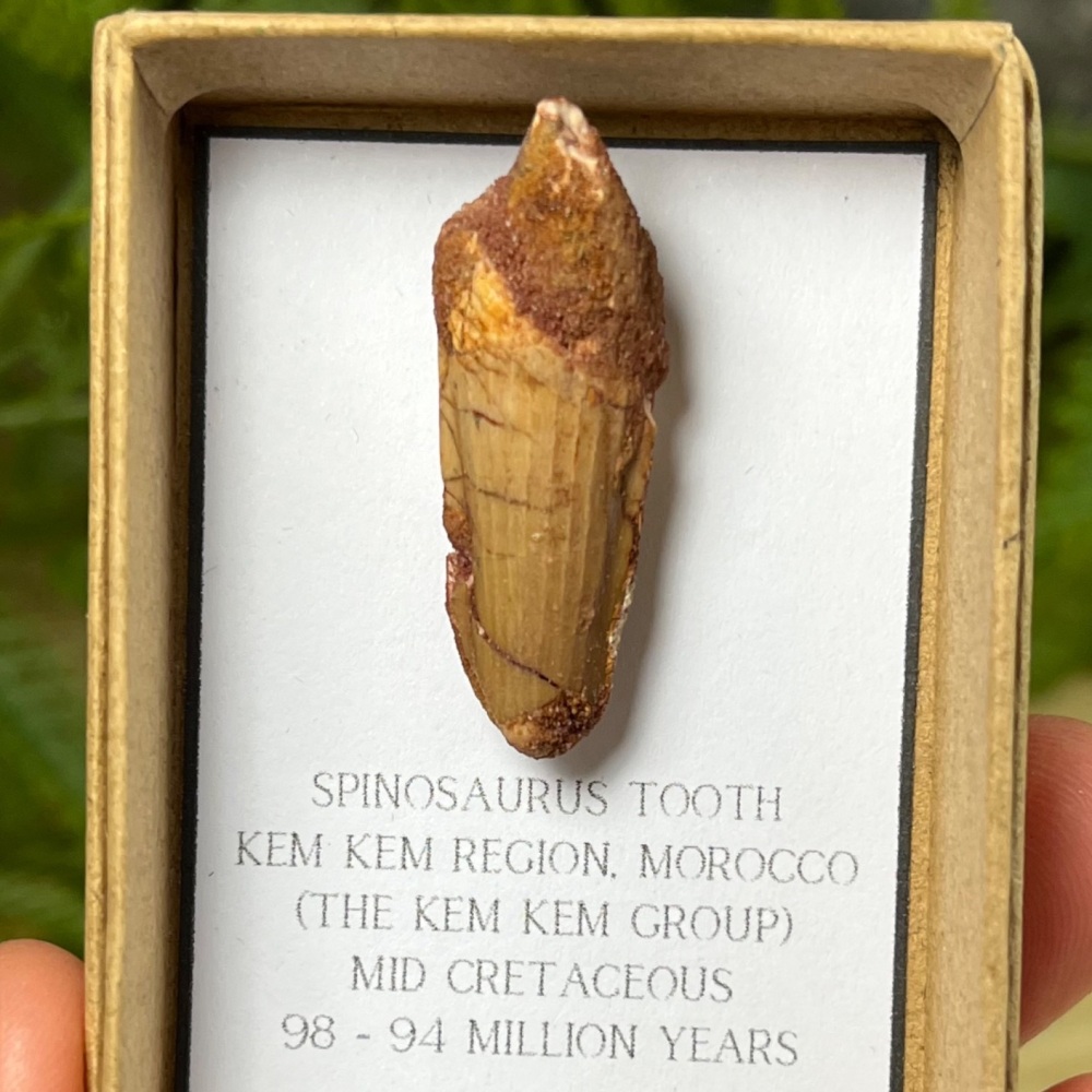 Spinosaurus Tooth
