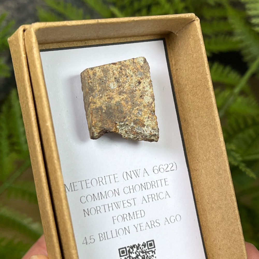 Meteorite Slice (NWA 6622)