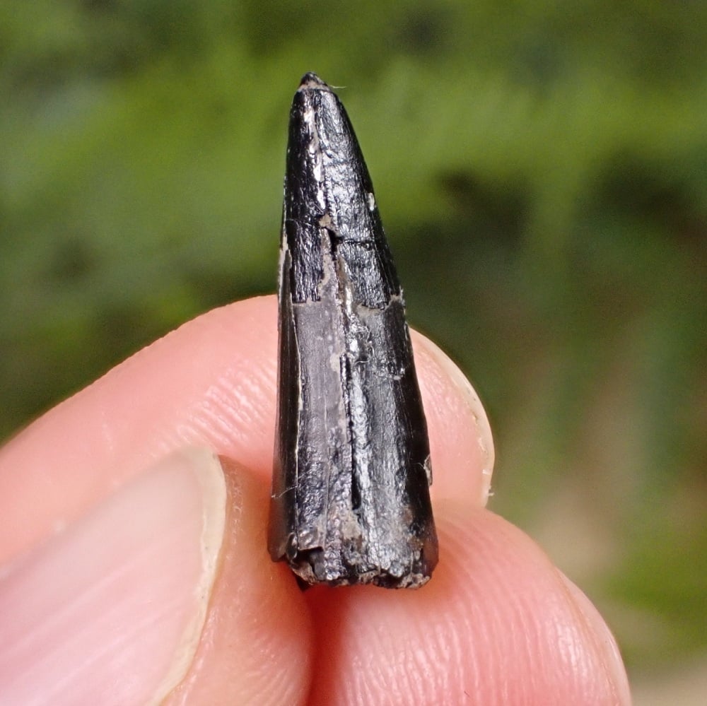Baryonyx Tooth (Isle of Wight)
