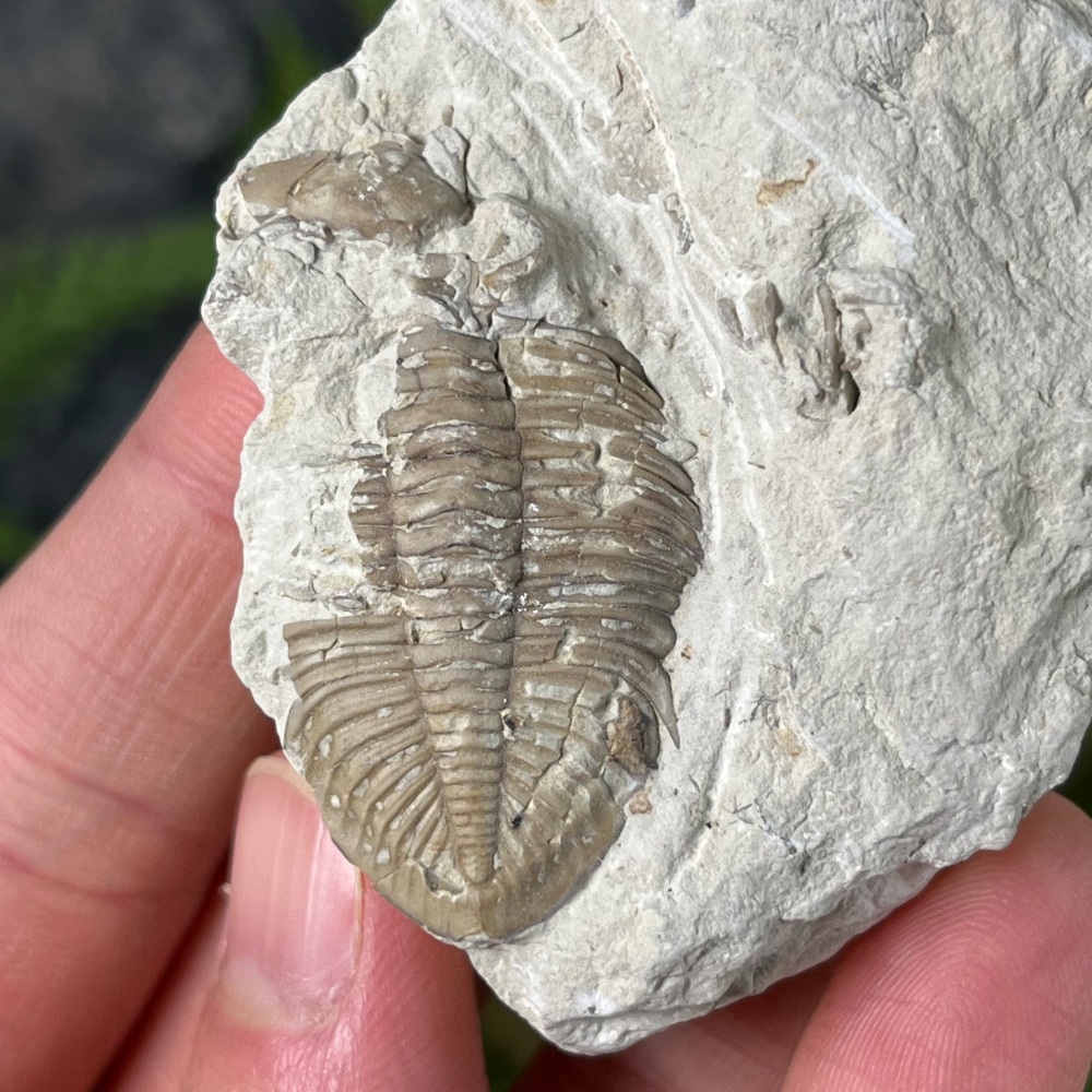 Trilobite (Huntonia)