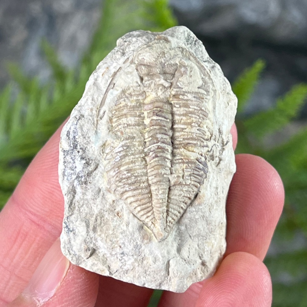 Trilobite (Huntonia)