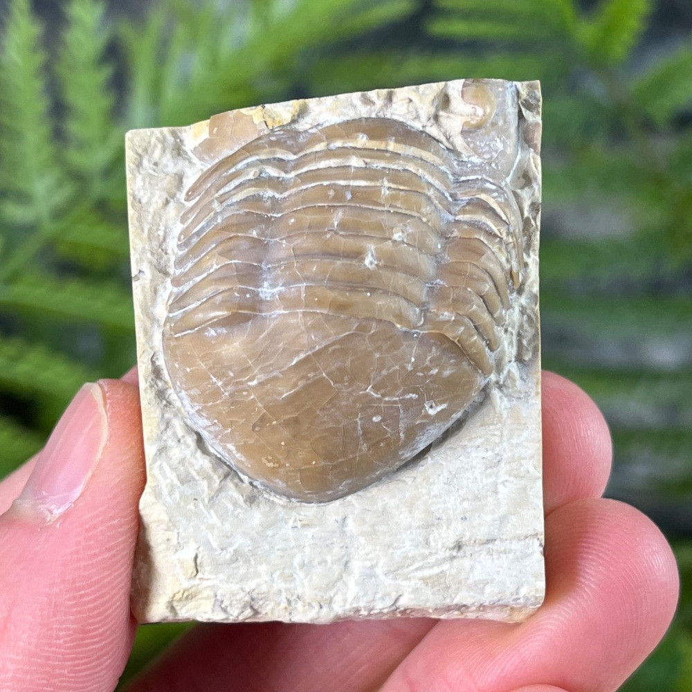 Trilobite (Homotelus)