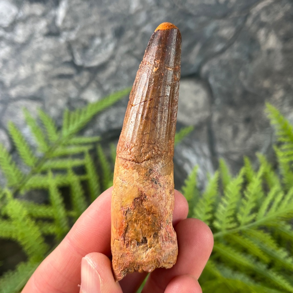 Spinosaurus Tooth