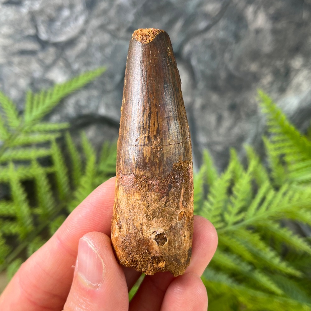 Spinosaurus Tooth