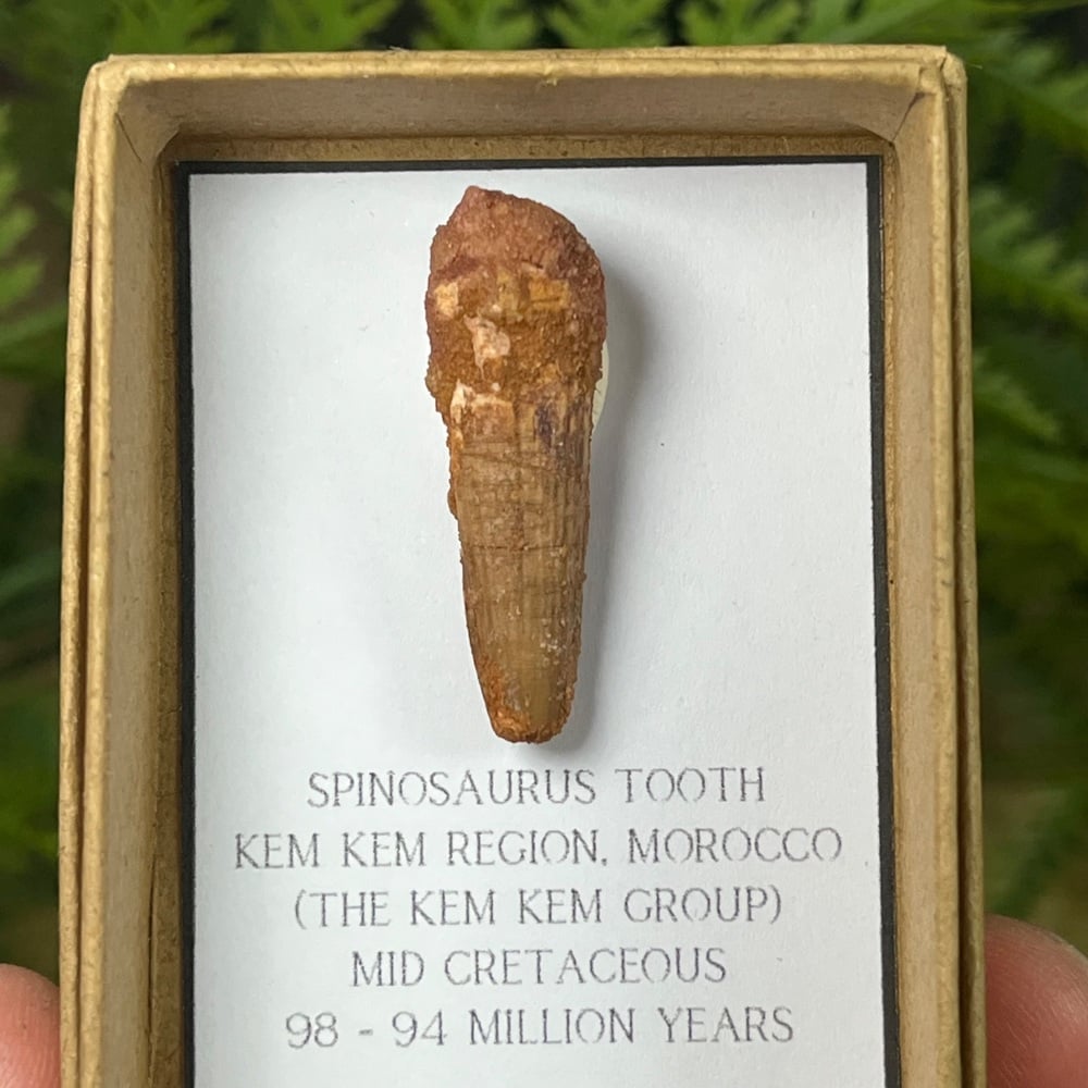 Spinosaurus Tooth
