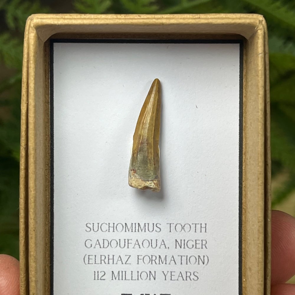 Suchomimus Tooth