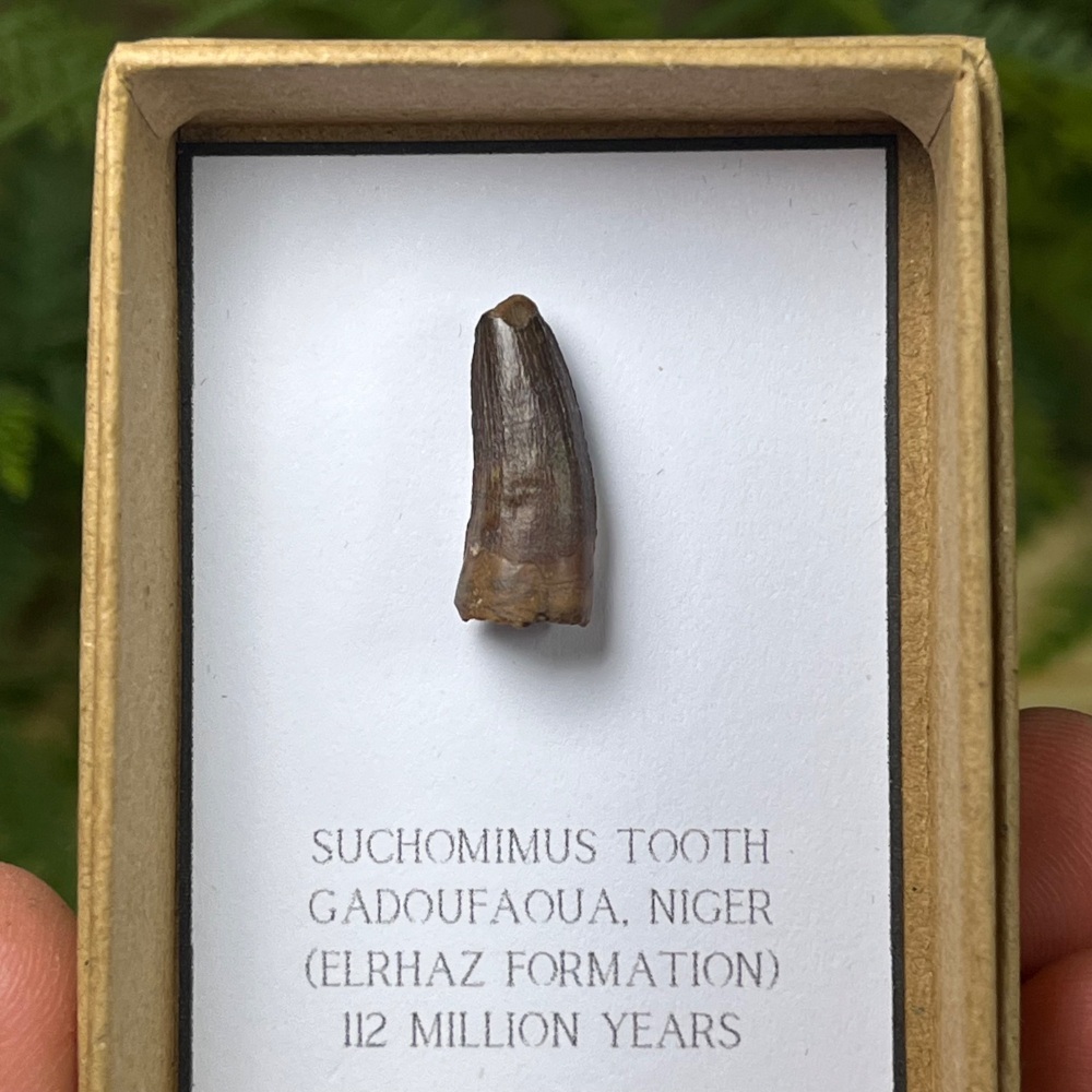 Suchomimus Tooth