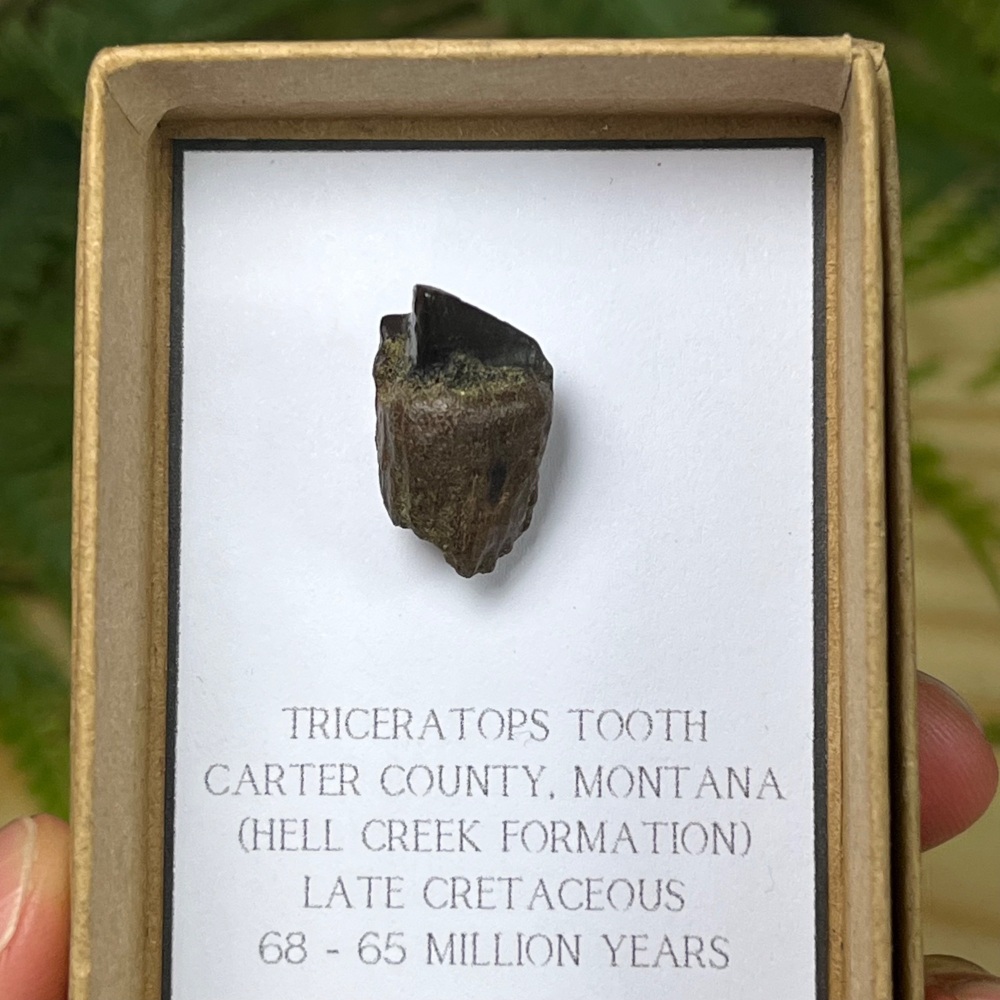 Triceratops Tooth