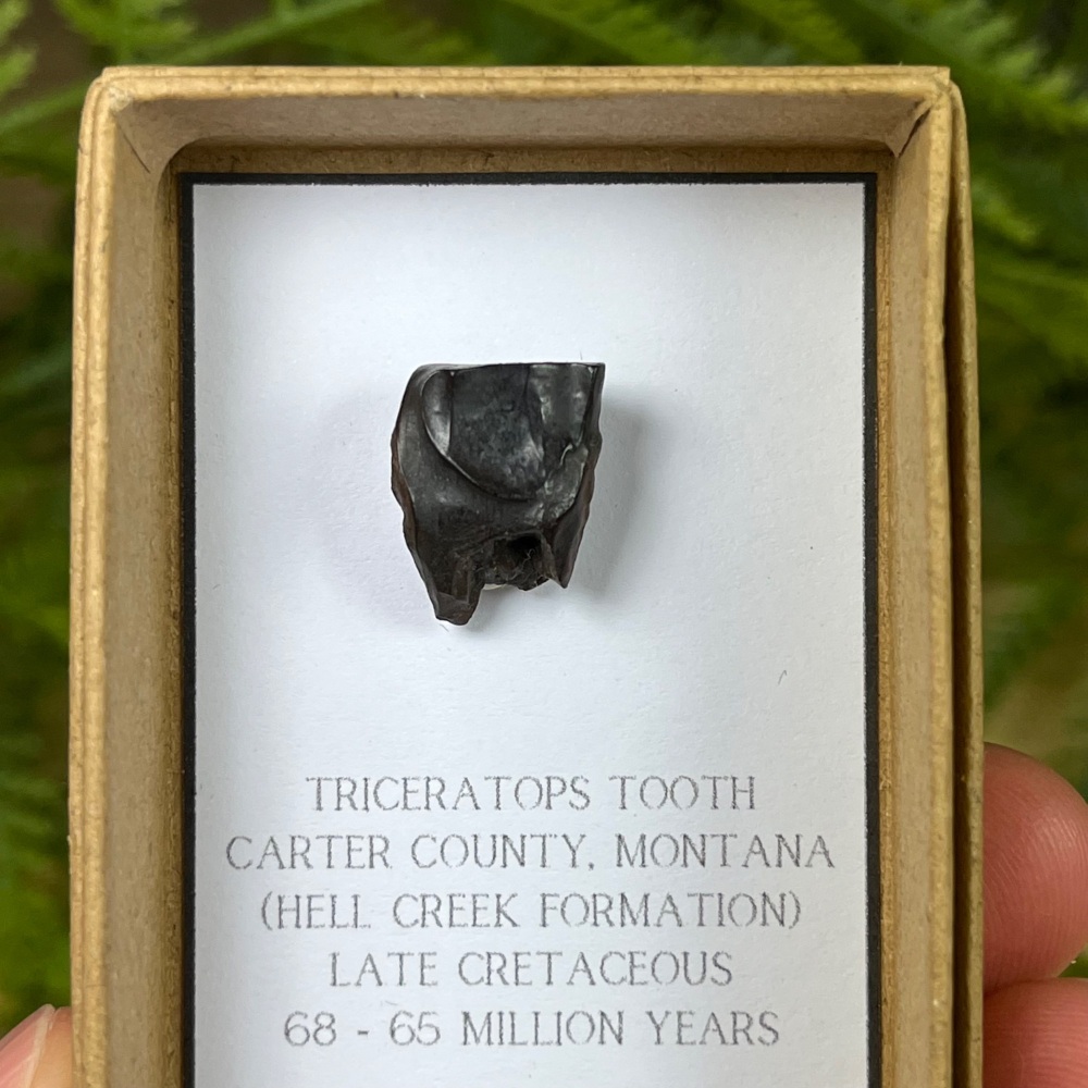 Triceratops Tooth
