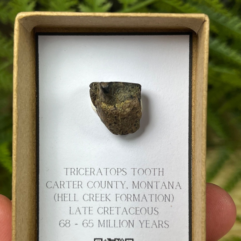 Triceratops Tooth