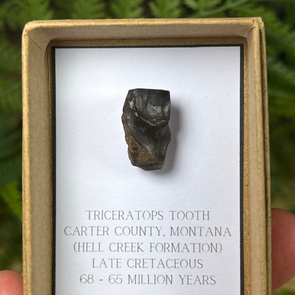 Triceratops Tooth