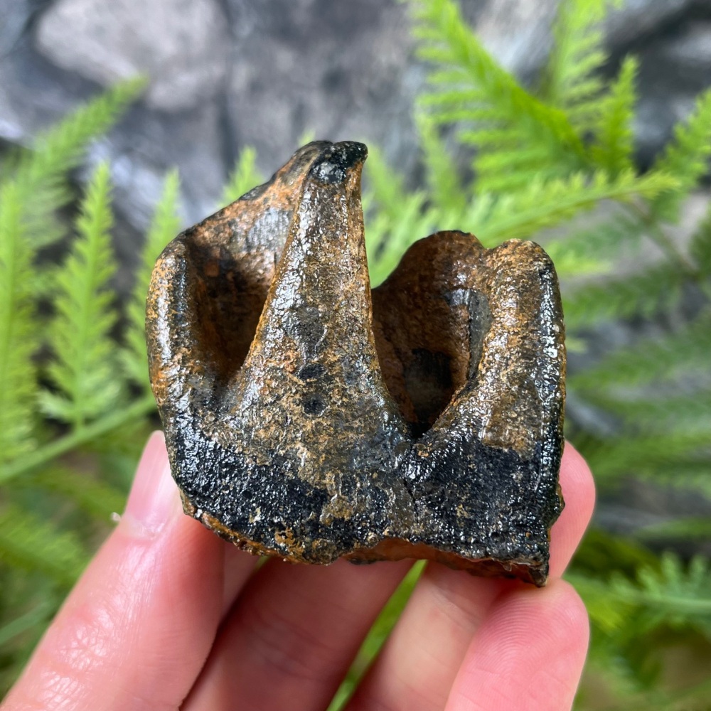 Woolly Rhino Tooth