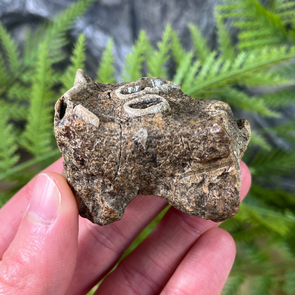 Woolly Rhino Tooth