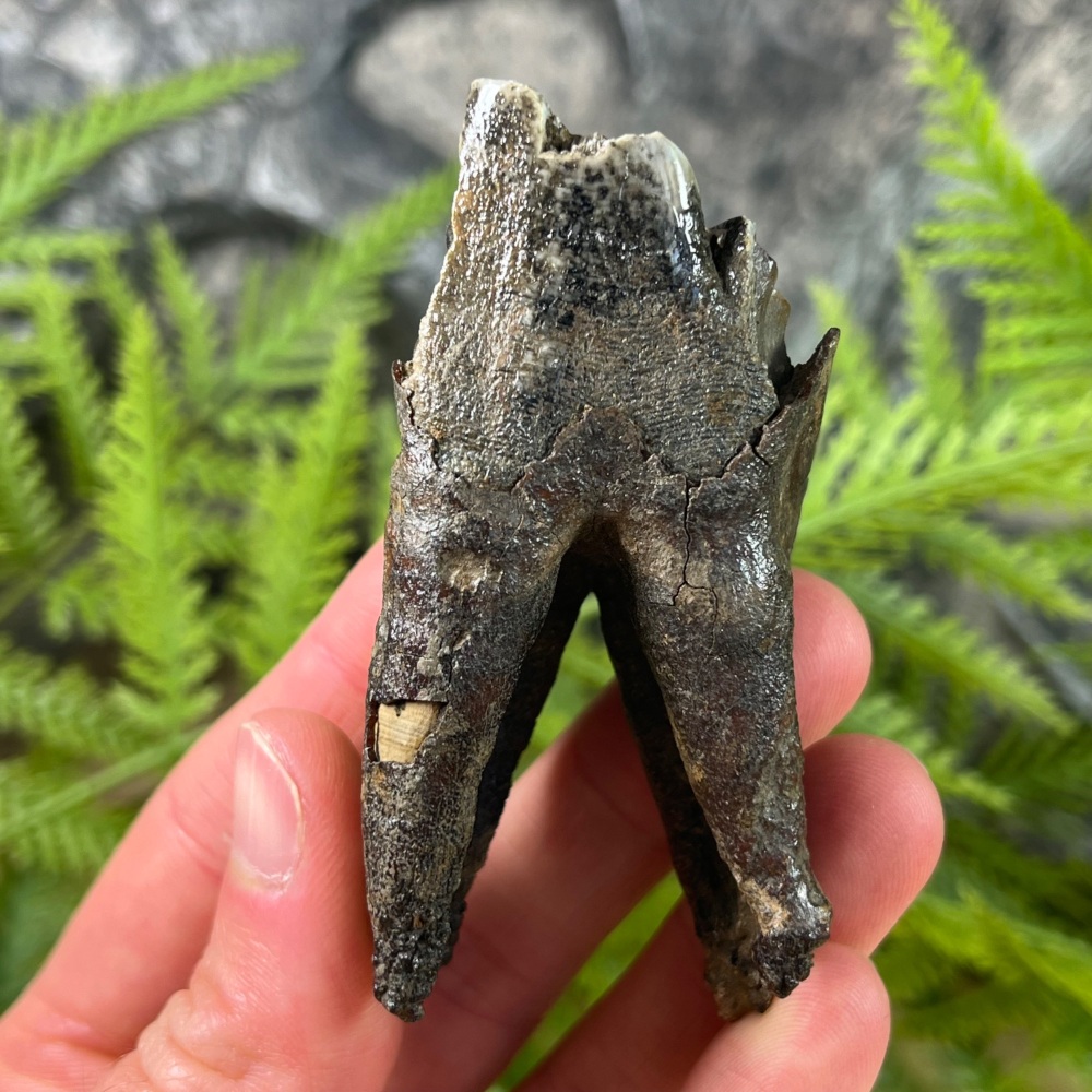 Woolly Rhino Tooth