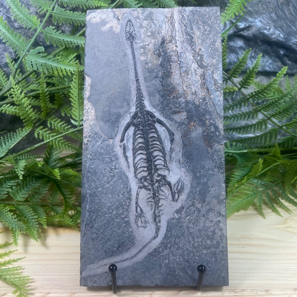 Keichousaurus hui (marine reptile)