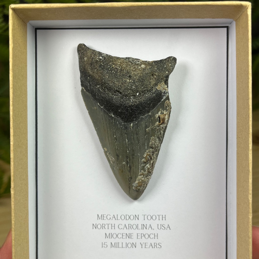 Megalodon Tooth