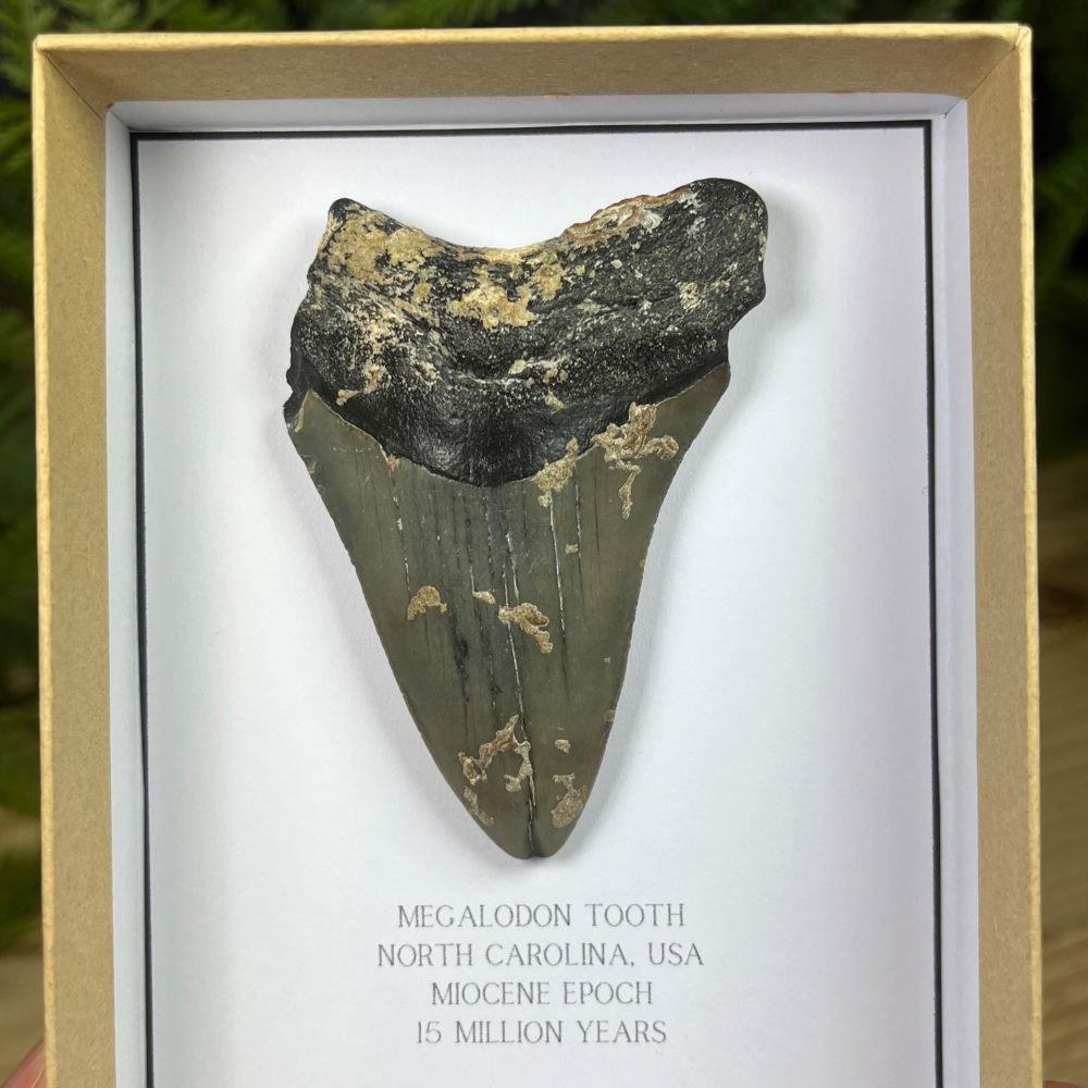 Megalodon Tooth